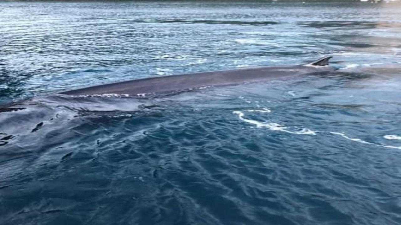 Si arena nel porto di Sorrento: balena perde la vita - Lo ...